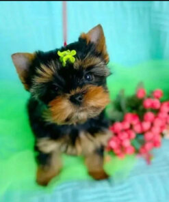 yorkie poo puppies for sale