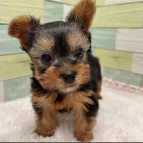 yorkie poos puppies for sale