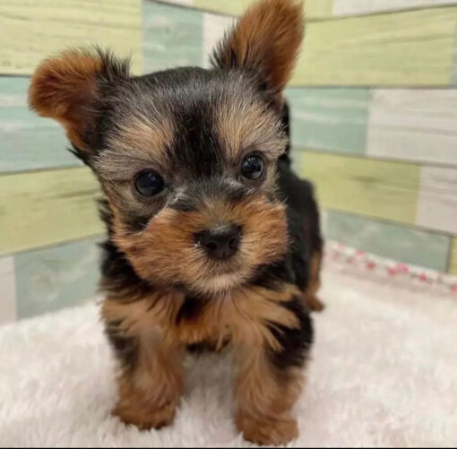 yorkie poos puppies for sale