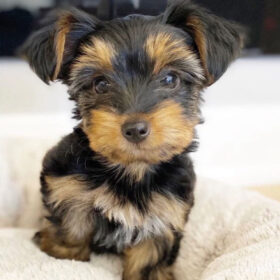 yorkie poo puppies for sale near me