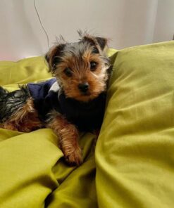 parti yorkies puppies for sale