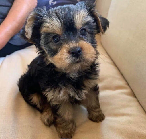 teacup yorkie poo puppies for sale near me