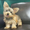 yorkie dogs for sale near me