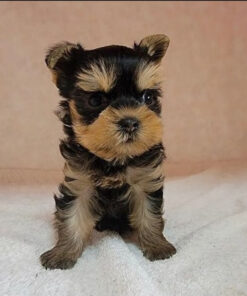 parti yorkie puppies for sale near me