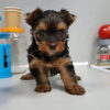 parti yorkie puppies for sale