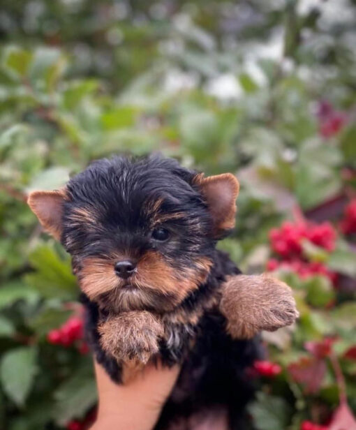 chihuahua/yorkie yorkshire terrier mix