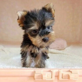 cheap yorkie puppies for sale near me