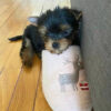 yorkie puppies for sale cheap