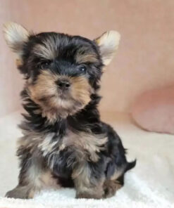 yorkie puppies for sale near me under $400