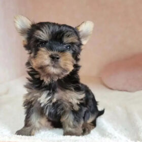 yorkie puppies for sale near me under $400