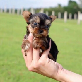 yorkshire terrier puppies near me
