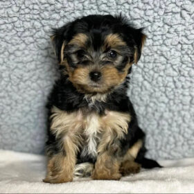 yorkie dogs for sale