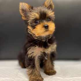 teacup yorkie for sale up to $400