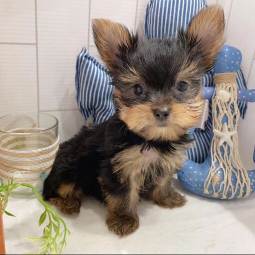 yorkie teacup puppies for sale near me