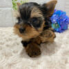 yorkie puppies near me for sale