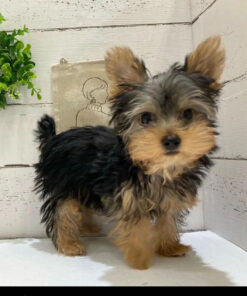 yorkie puppies for sale in nc
