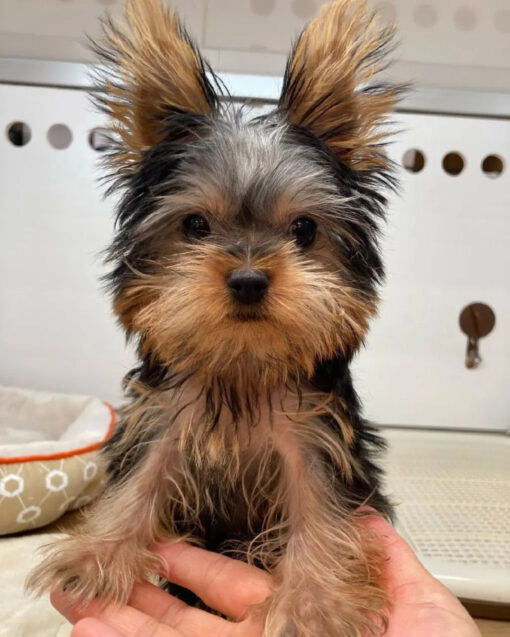 mini yorkie puppies for sale near me