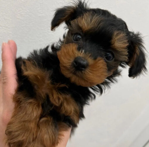 yorkie mix with chihuahua