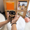 micro Teacup yorkie puppy for sale