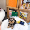 Teacup yorkie puppies for sale in Texas