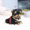 Teacup yorkie for under 300 dollars for sale
