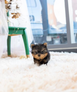 Teacup yorkie for sale cheap