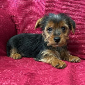 Teacup yorkies for sale up to $400 in texas
