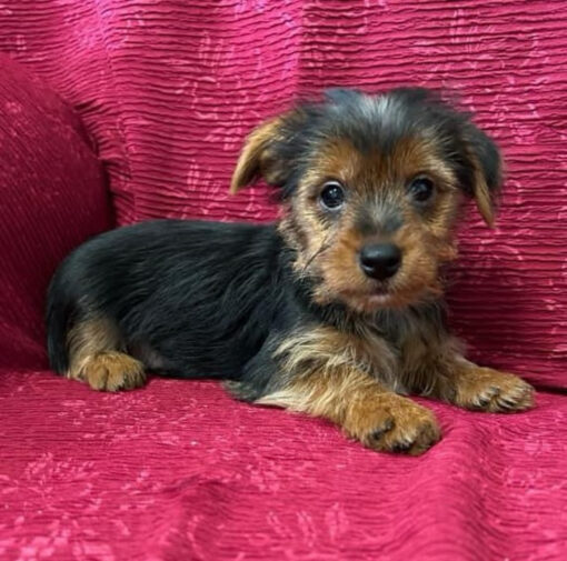 Teacup yorkies for sale up to $400 in texas