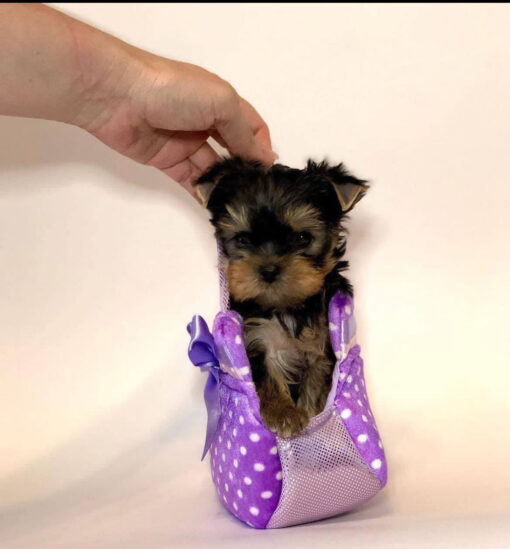 yorkiepoo puppies for sale in pa
