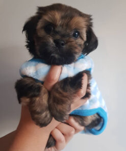 shorkie puppies for sale near me