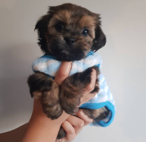 shorkie puppies for sale near me